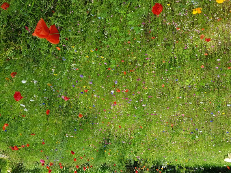 Une prairie fleurie et tout change. C'est bon pour le moral, c'est bon pour les jardins, c'est bon pour les insectes, c'est bon pour la biodiversité. BRUNO GODET